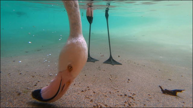 エサを探すフラミンゴの様子を水中から撮影したちょっとユニークな動画 Dna