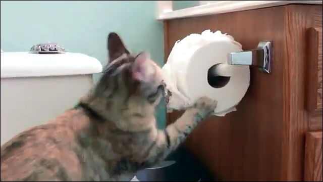 トイレットペーパーの魅力に取りつかれてしまったネコたちの動画 Dna