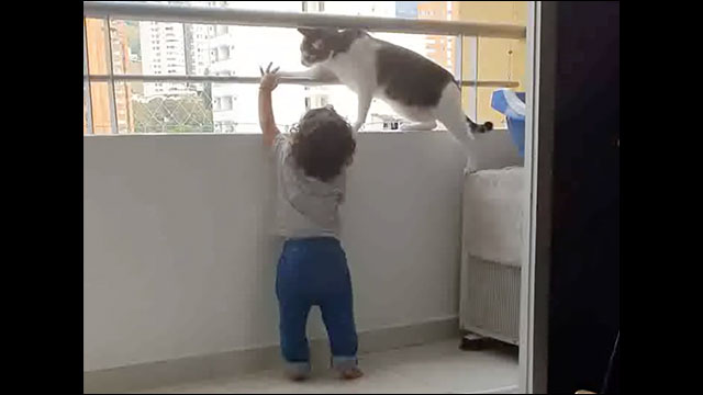 ベランダで遊ぶ人間の赤ちゃんの安全を猫パンチで守る猫 Dna