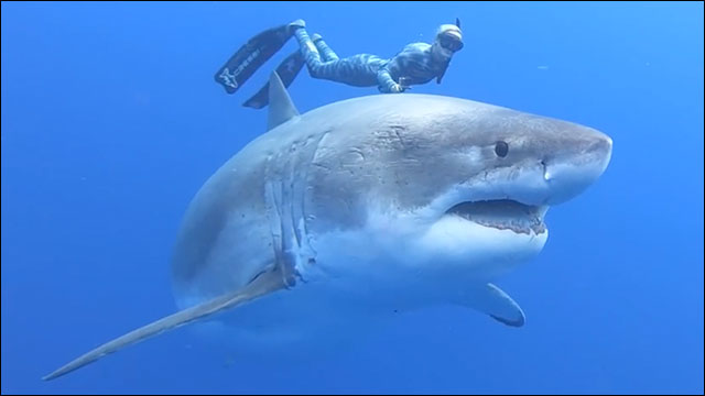 6ｍ越えの超巨大なホホジロザメと一緒に泳ぐダイバーの動画がすごい Dna